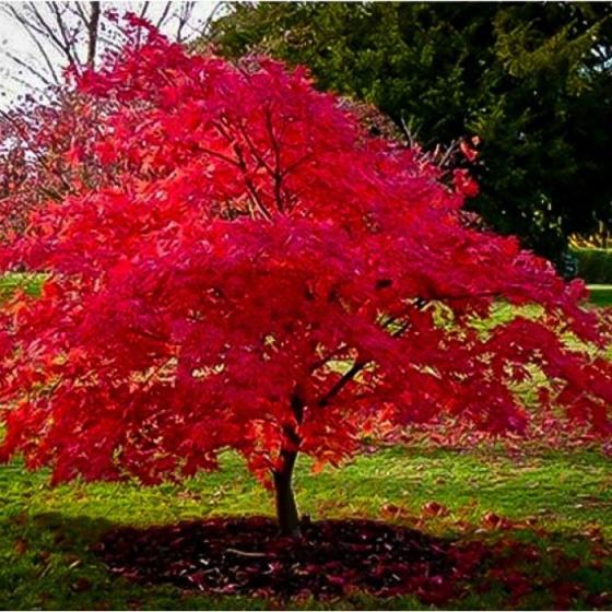 Acer tataricum ginnala
