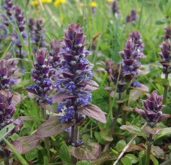 Ajuga reptans