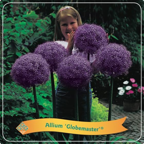 Allium 'Globemaster'