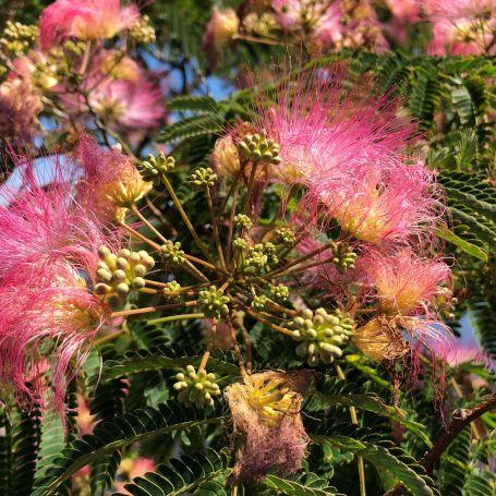 Albizia julibrissin 'Rosea'