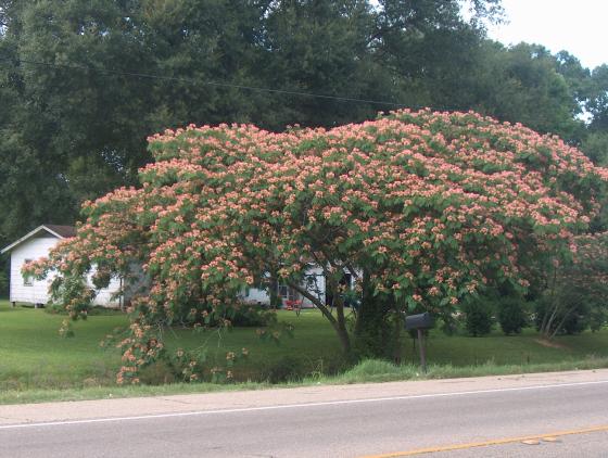 Albizia julibrissin