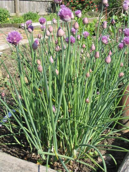 BIESLOOK Allium schoenoprasum