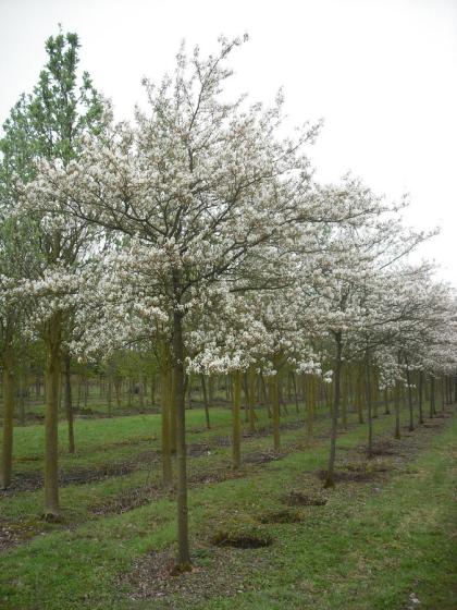 Amelanchier lamarckii