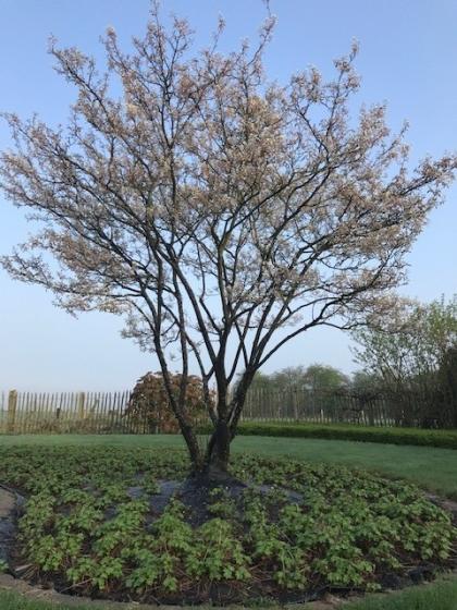 Amelanchier lamarckii