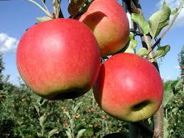 Appel 'SANTANA'®