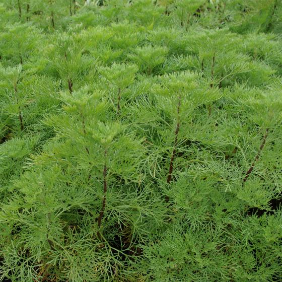 CITROENKRUID Artemisia abrotanum