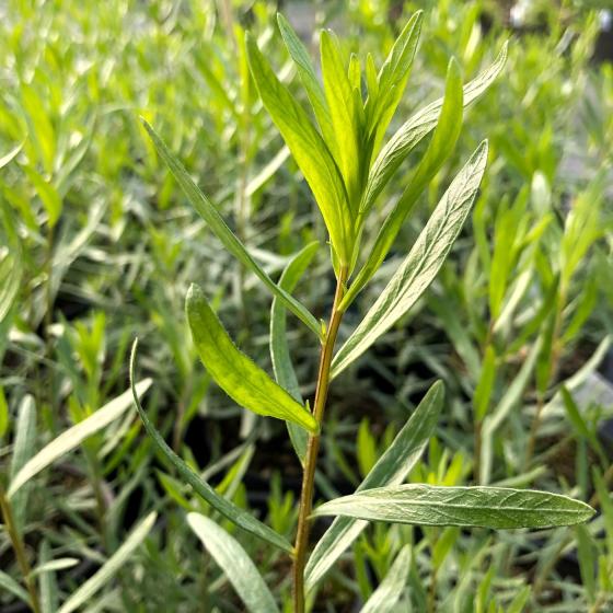 DRAGON Artemisia dracunculus