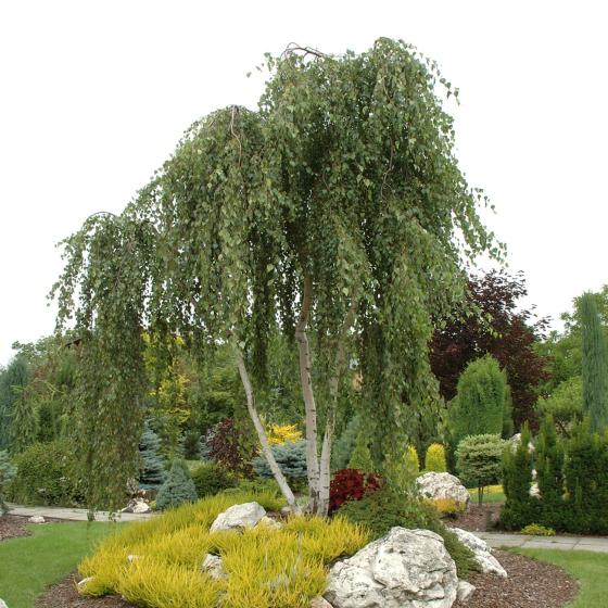 Betula pendula