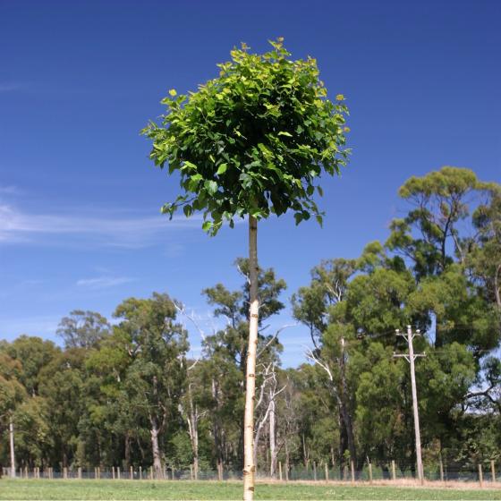 Betula pendula 'Magical Globe' | Erica Garden