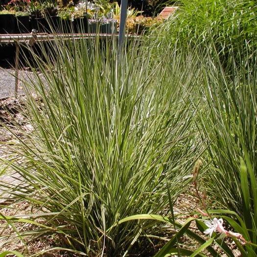 Calamagrostis acut. 'Overdam'