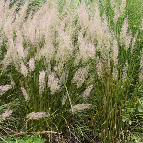 Calamagrostis brachystachys