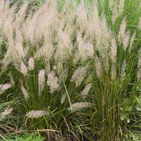 Calamagrostis brachytricha