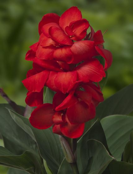 Canna 'Carmen'