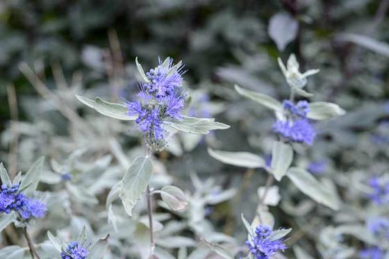 Caryopteris cland. 'Sterling Silver'®