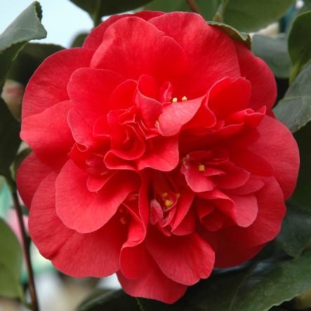 Camellia jap. 'Lady Campbell'