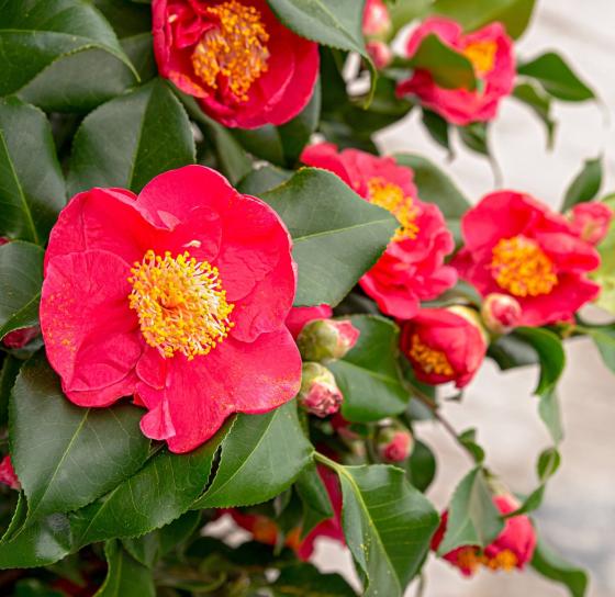 Camellia jap. 'Dr King'