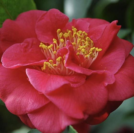 Camellia jap. 'Mrs Charles Cobb'