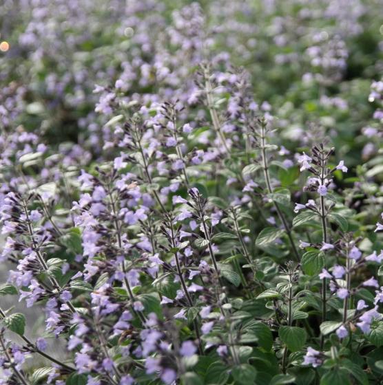 Calamintha nepeta &lsquo;Blue Cloud&rsquo; | Erica Garden
