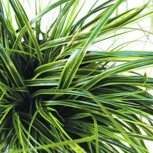 Carex oshimensis 'Everlime'