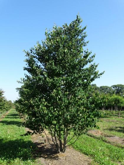 Cercidiphyllum japonicum