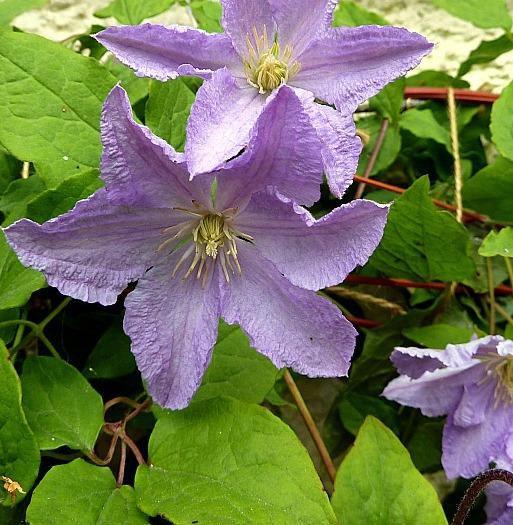 Clematis 'Blue Angel'