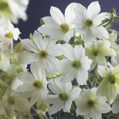 Clematis 'Early Sensation'