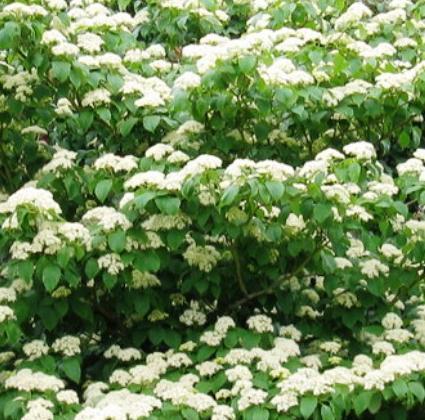 Cornus controversa 'Pagoda'