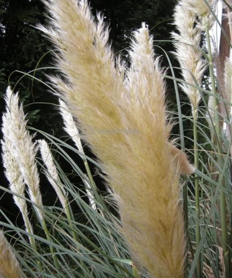 Cortaderia sell. 'Mini Silverpampas'