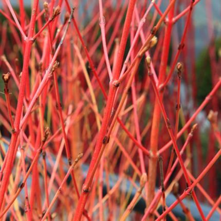 Cornus sang. 'Winterbeauty' Erica Garden