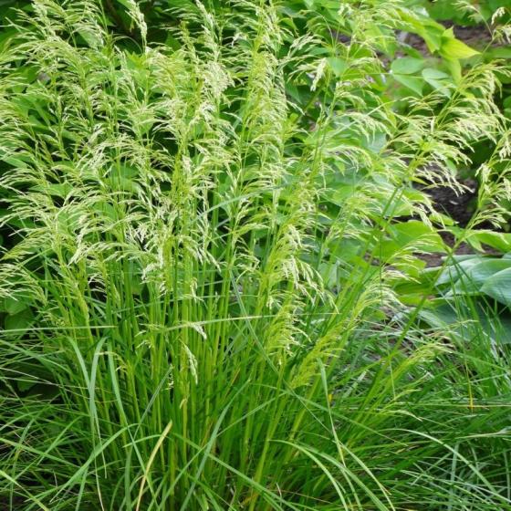 Deschampsia cesp. 'Tardiflora'