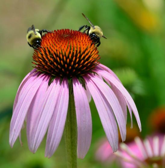 Echinacea pallida Erica Garden