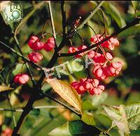 Euonymus europaeus