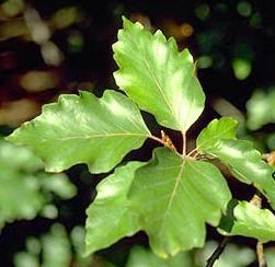 Fagus sylvatica