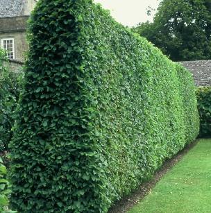 Fagus sylvatica