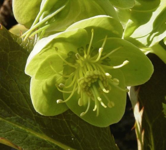 Helleborus argutifolius