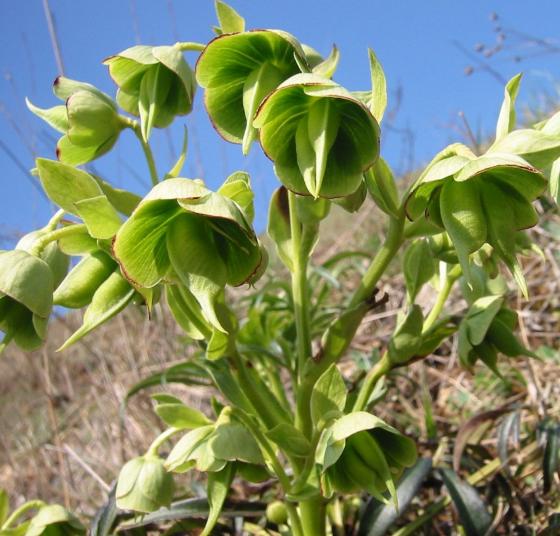 Helleborus foetidus