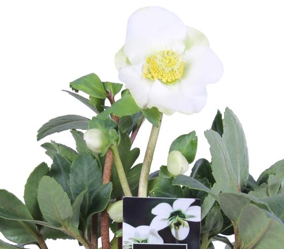 Helleborus niger 'Christmas Carol'