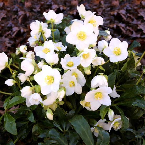 Helleborus niger HGC 'Jasper'