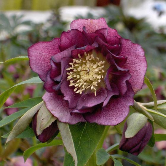 Helleborus or. 'Double Ellen' PURPLE