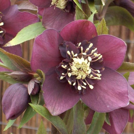 Helleborus or. 'Pretty Ellen' RED