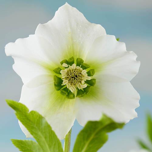 Helleborus or. 'Pretty Ellen' WHITE