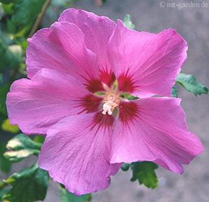 Hibiscus syr. 'Red Heart'
