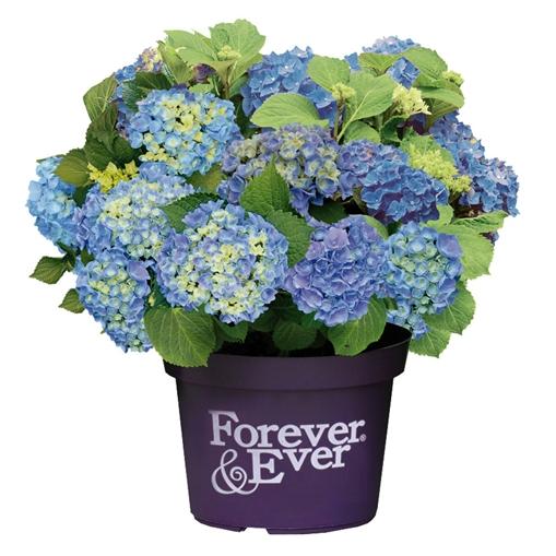 Hydrangea 'Forever and Ever'® BLAUW