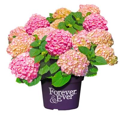 Hydrangea 'Forever and Ever'® ROZE