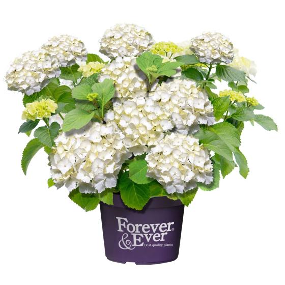 Hydrangea 'Forever and Ever'® WIT
