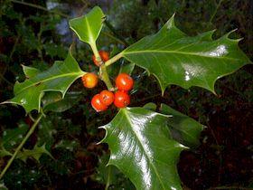 Ilex aquifolium