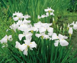 Iris kaempferi White