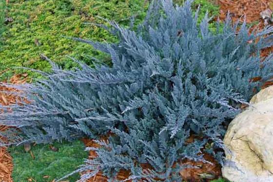 Juniperus hor. 'Blue Chip'