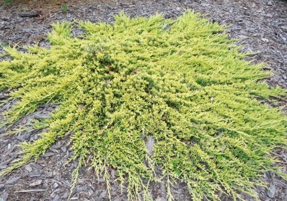 Juniperus hor. 'Golden Carpet'