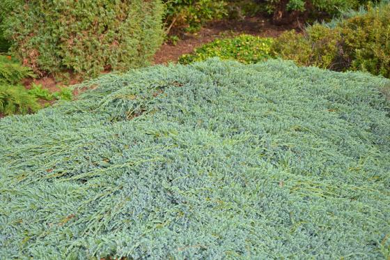 Juniperus squam. 'Blue Carpet'